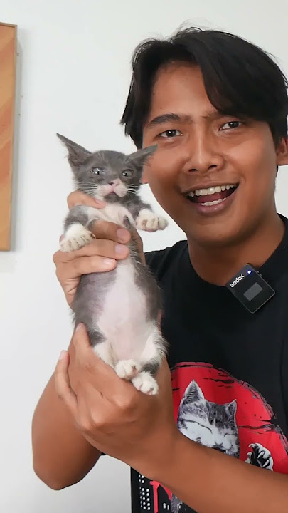 Min coba beli kucing di online!!
