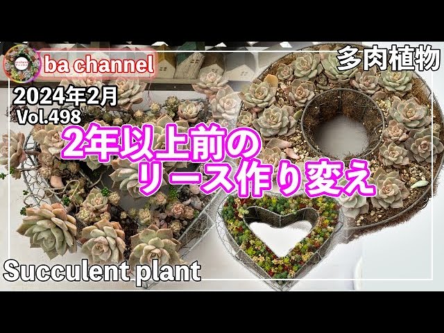 498{多肉植物} 2年以上経過のリースを解体して作り替えたよ💛型リース