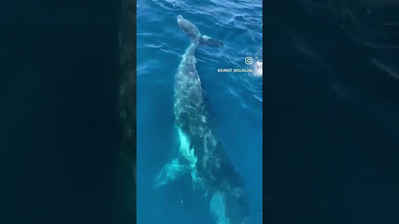 Whale swims right up to boat