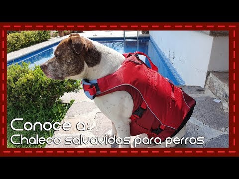 Video: Cosas importantes a considerar al comprar a su perro un chaleco salvavidas