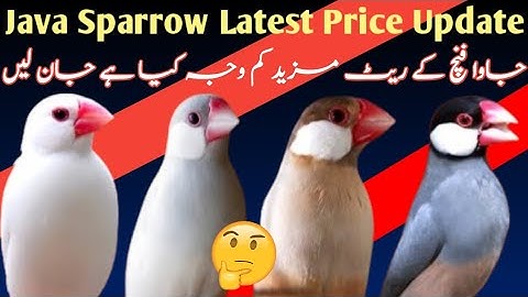 Java Sparrow Latest Price Update | Java Finch Ka Price Mazeed Kam Hone Ke Reason | Java Birds Price