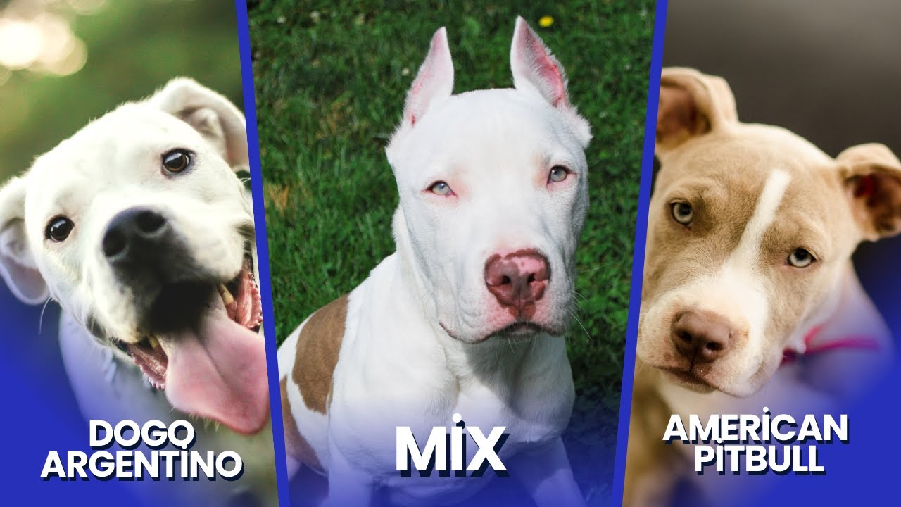 The Argentino Pitbull Mix: Comprehensive Guide - YouTube