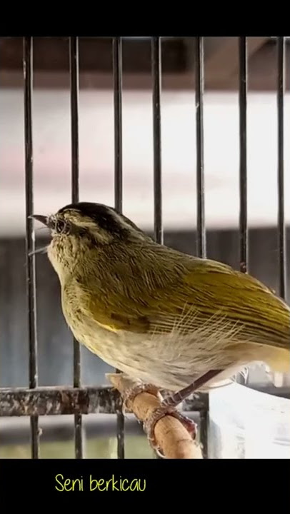 suara pare pare gacor #parepare #birds #burung #burungkicau #burunglangka #burungmasteran #kicau
