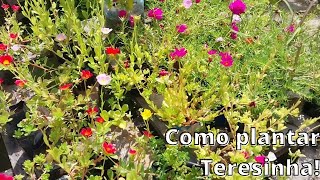 Como Plantar Teresinha