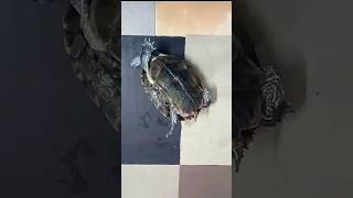 Famous Tortoise Flipped upside down #viral #animals #shorts Profile
