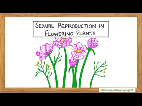 Sexual Reproduction in