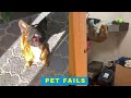 Pet Fails - Cats and Dogs trying Their Best