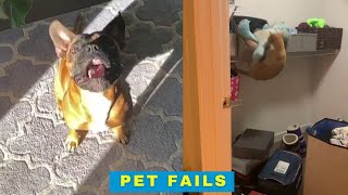 Pet Fails - Cats and Dogs trying Their Best by Cheekcheeks 4,158 views 2 years ago 13 minutes, 11 seconds