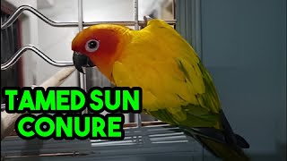 Tamed Sun Conure