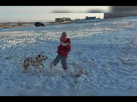 Предыстория появления собаки Стефани.