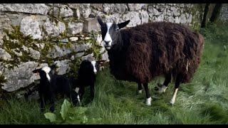 Dawn walk checking on ewes & lambs. Watching & listening to wind in trees by Zwartbles Ireland Suzanna Crampton 736 views 2 weeks ago 12 minutes, 18 seconds