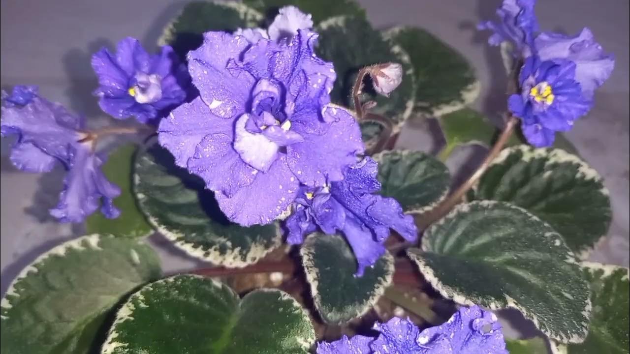 Фиалка РС-КОРОЛЕВА НОЧИ - YouTube