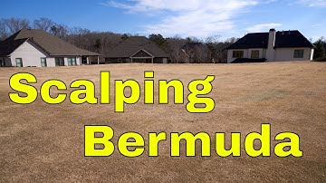 [Scalping Bermuda Grass] - First Scalp of the Year