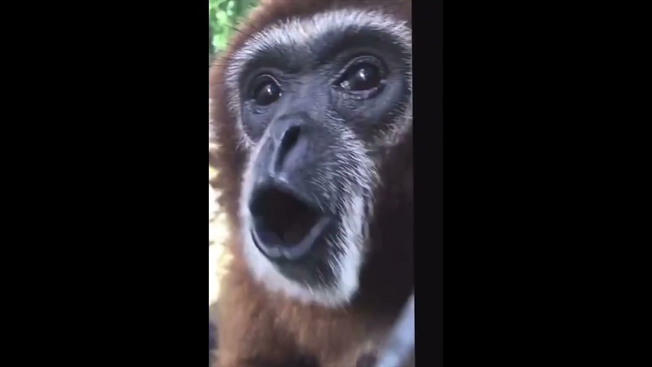 Monkey Screams, Spins, And Dissappers (Monkey Meme)