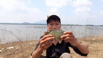 Câu Cá TV || Mùng 3 Tết khai Cần Đầu Năm Dính Cá Rô Đồng Khổng Lồ Bằng Mồi Ngũ Cốc Nhí CuTe