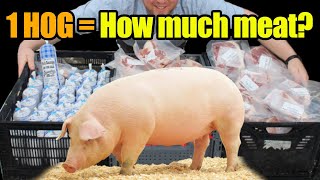 How Much Meat Comes From 300 lb Meat Hog/Pig? & What Meat Cuts Can I Get?