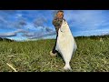 Aria Caught her DREAM FISH {Catch Clean Cook} Alaskan Flat Fish