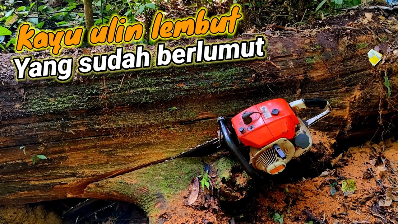 Dua Kali Di Guyur Hujan ‼️ Sensasi Kayu ulin pedalaman hutan tropis kalimantan...