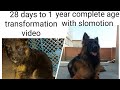 Female long coat german shepherd amazing age transformation from 28 days to 1 year slomo effects