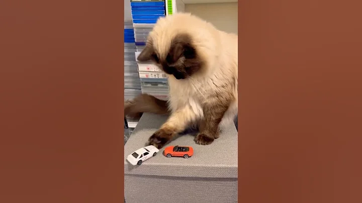 Video 11047581: ragdollcat cat pets, pets love