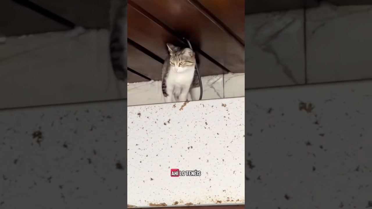 El gato de Cortefiel sale en la Voz de Galicia #baulderon