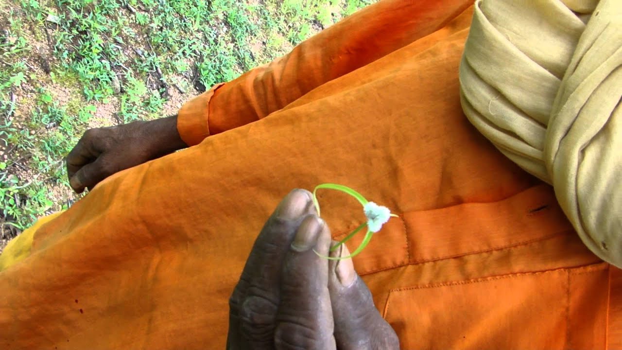 Medicinal Plant Traditionally used for Dementia - Pankaj Oudhia's Ethnobotanical Surveys-1883