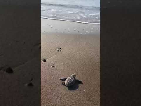 Schiusa di tartarughe Caretta nei pressi della spiaggia di Simeri Mare