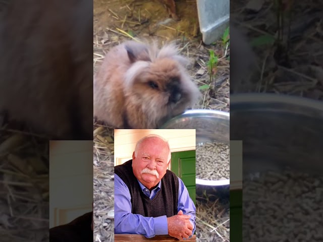 This rabbit looks like Wilford Brimley.  DIABETUS! DIABETUS DIABETUS!!! #cuteanimals #funnyanimals class=