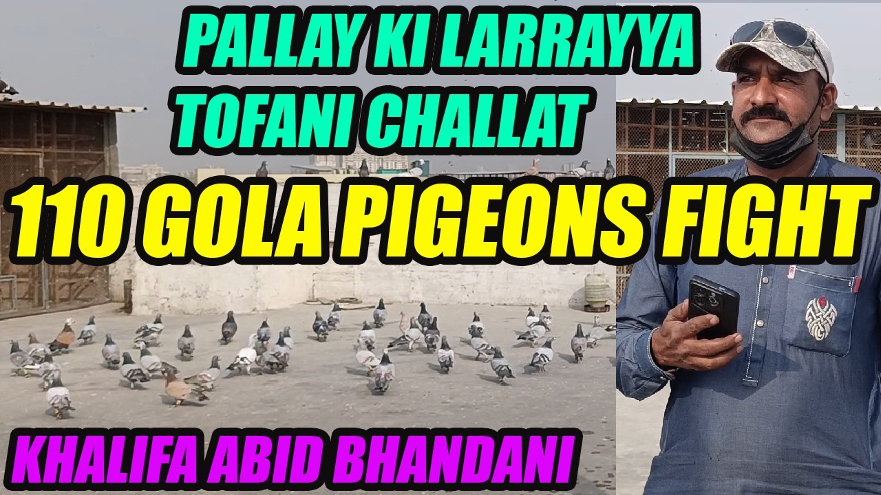 110 Gola Pigeons Fight Ustad Salam Talim Khalifa Abid Bhandani K Kabooter Pallay Ki Tofani Larrayya