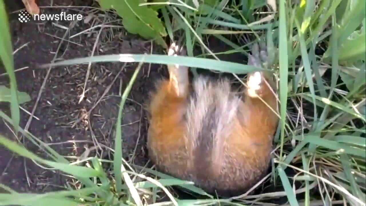 Overweight Squirrel Struggles To Get Into Burrow Youtube