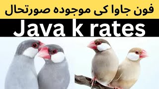 Fawn Java k rate updates and market situation