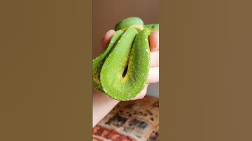 morelia viridis aru vs mishool