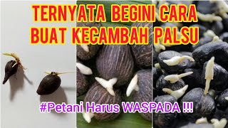 PABRIK MINI PENGOLAHAN KELAPA SAWIT KHUSUS BRONDOLAN DAN TAHAPAN PENGOLAHAN MINYAK MENTAH/CPO