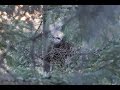 Gray Jay Research and Behavior Quiz