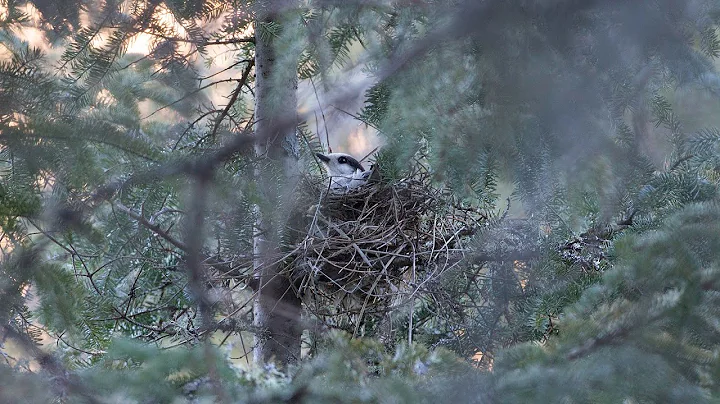 Decline of Gray Jays in Algonquin Provincial Park