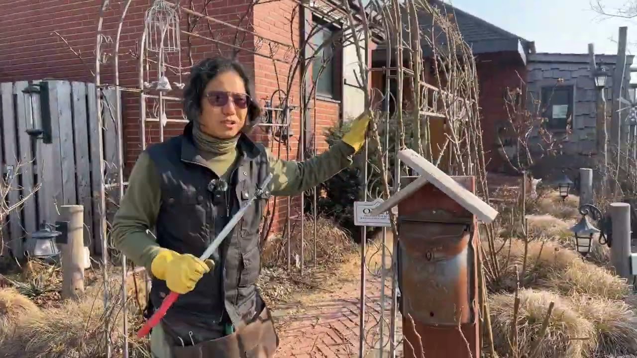 Обрезка плетистой розы «Туннельная арка»: легко сделать, если следовать порядку.