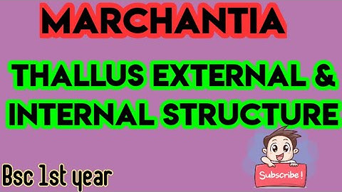 marchantia thallus | external and internal structure | #marchantia@VoiceOfBiology