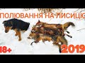 Полювання на лиса 2019 Охота на лис