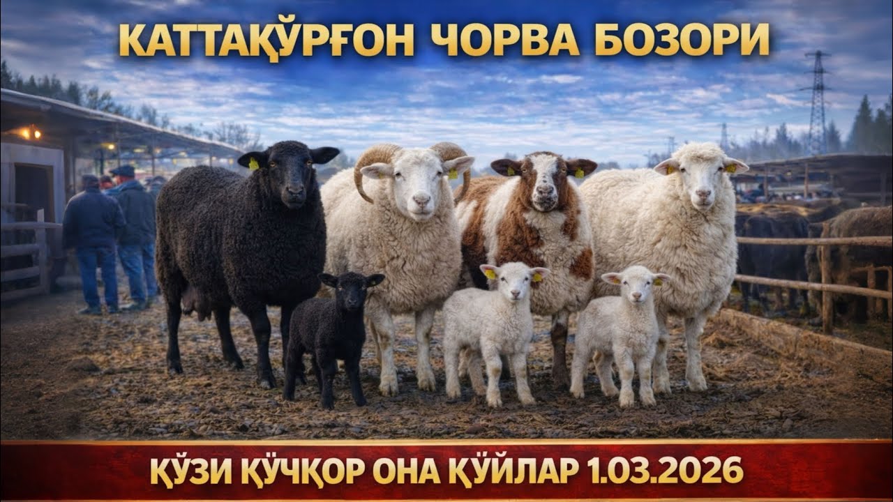 КАТТАҚЎРҒОН ЧОРВА БОЗОРИ ҚЎЙ, ҚЎЗИ, ОНА ҚЎЙЛАР НАРХЛАРИ 1.03.2026