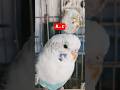 Periquito ( A.R ) Azul Celeste #budgies #pets
