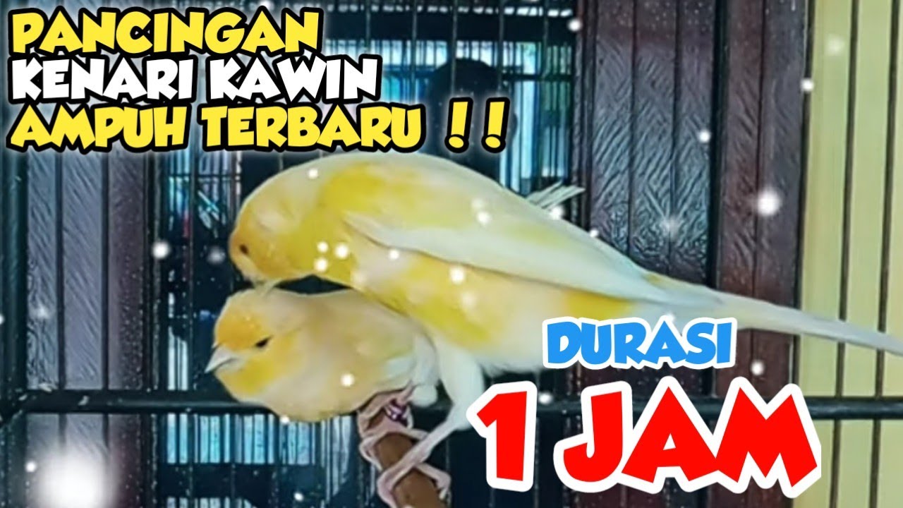 PANCINGAN KENARI KAWIN AMPUH dan TOKCER ‼️DURASI PANJANG SATU JAM #masterankenari #pancingankenari