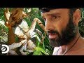 ¿Comerías este cangrejo gigante? | Peligro al desnudo | Discovery Latinoamérica