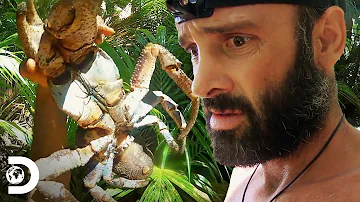 ¿Comerías este cangrejo gigante? | Peligro al desnudo | Discovery Latinoamérica