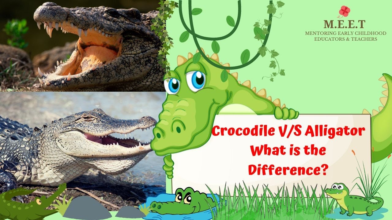 Difference between Crocodiles and Alligators