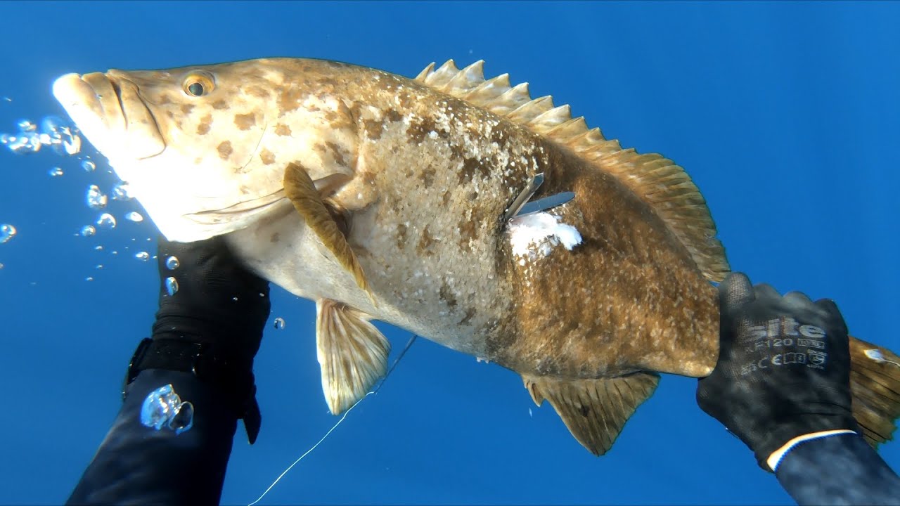 2025 Spearfishing Review - Part 2