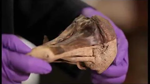 Who killed the Oxford Dodo? (OR Waking the Dodo OR CSI:Dodo)