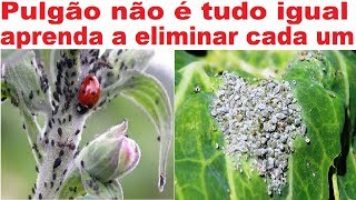 Pulgão Não É Tudo Igual – Aprenda A Eliminar Cada Um Deles