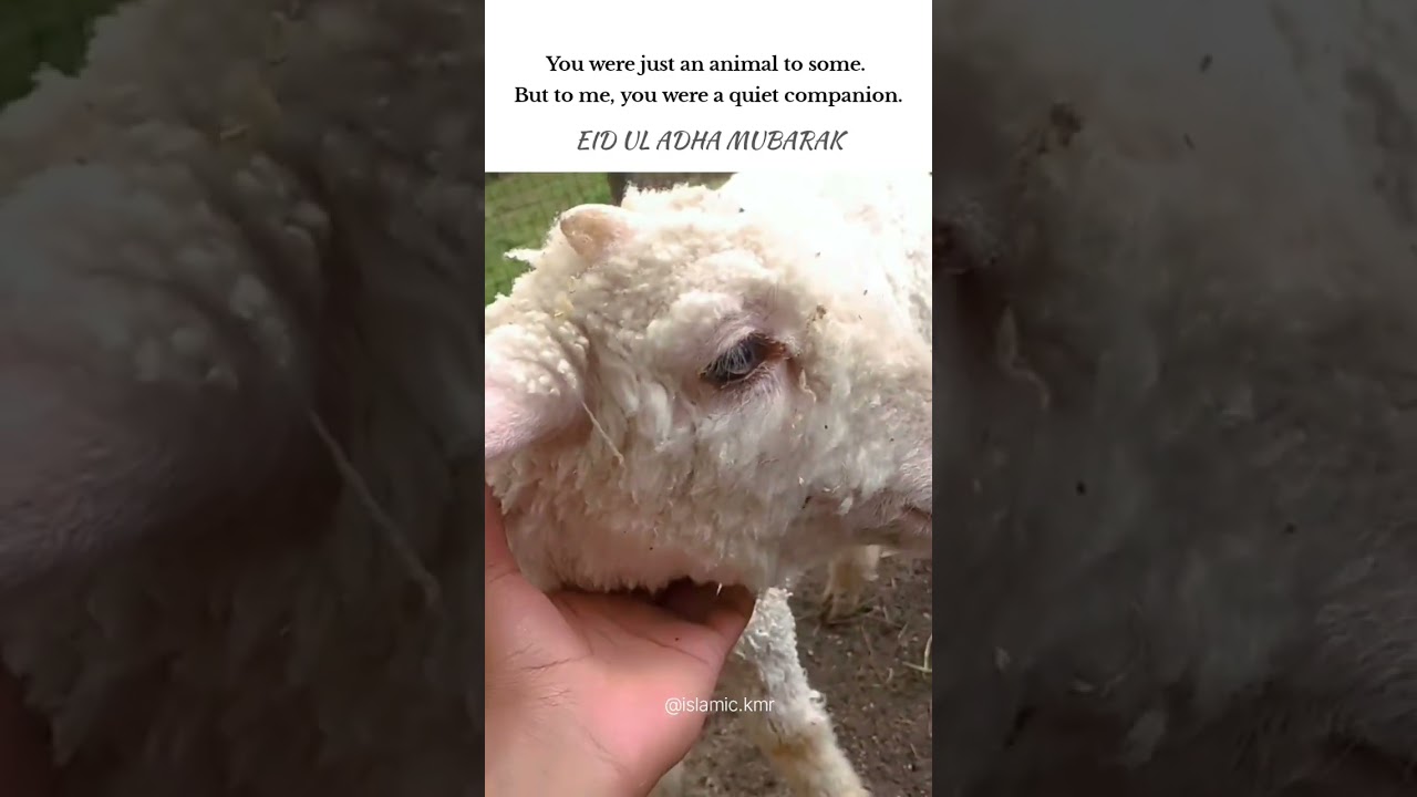 sheep sacrifice