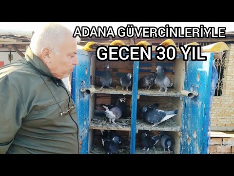 ADANA YERLİ GÜVERCİNLERİNLE GEÇEN 30 YIL \