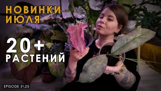 видео: Обзор новых растений в моей коллекции за ИЮНЬ 2025 картинка: Обзор новых растений в моей коллекции за ИЮНЬ 2025